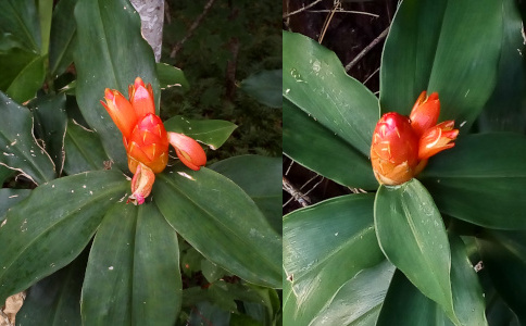 [Two images spliced together. On the left is an orange cones with four flowers. Two of the flowers are beside each other upright on the back side of the cone. The flowers are the same bright orange color as the cones. One flower extending from the left side of the cone looks spent as it lies on the long dark green leaves. The flower coming from the right side is drooping, but still looks pretty full. On the right is a is an orange cone with two upright blooms comign from the right side. ]